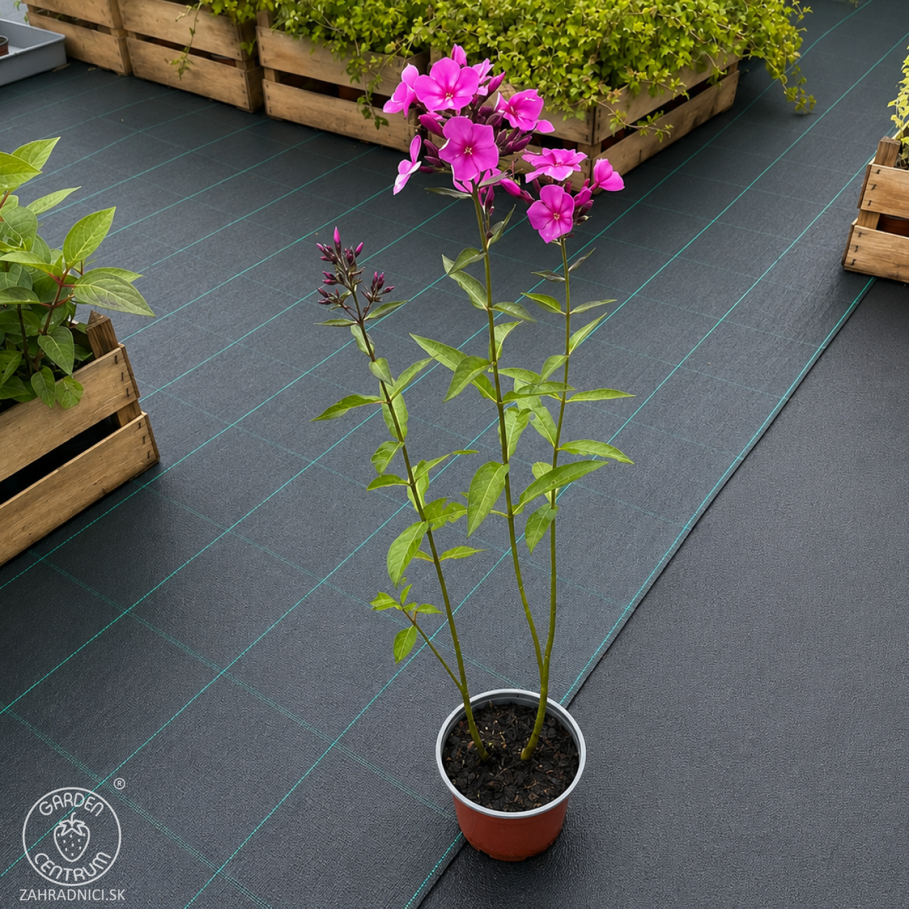 Obrázok Flox metlinatý (Phlox paniculata) 'Sweet Summer Fragrance'® - kont. C1L